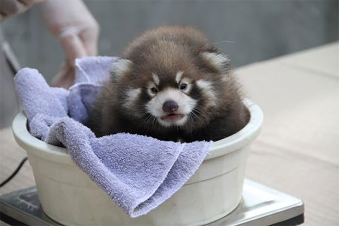 baby red panda in a plastic tub getting weighted