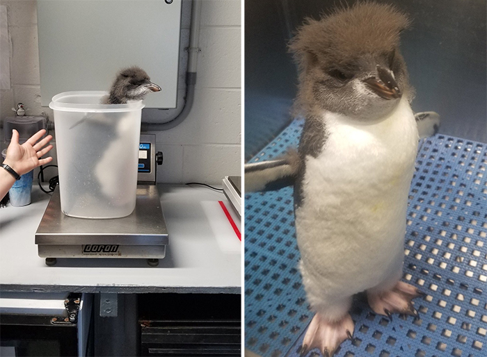 baby rockhopper penguin being weighted
