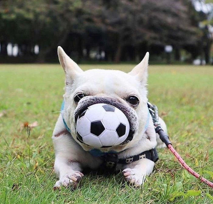 ball perfectly fits in doggos mouth