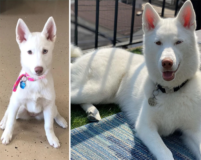 before and after adoption four months apart