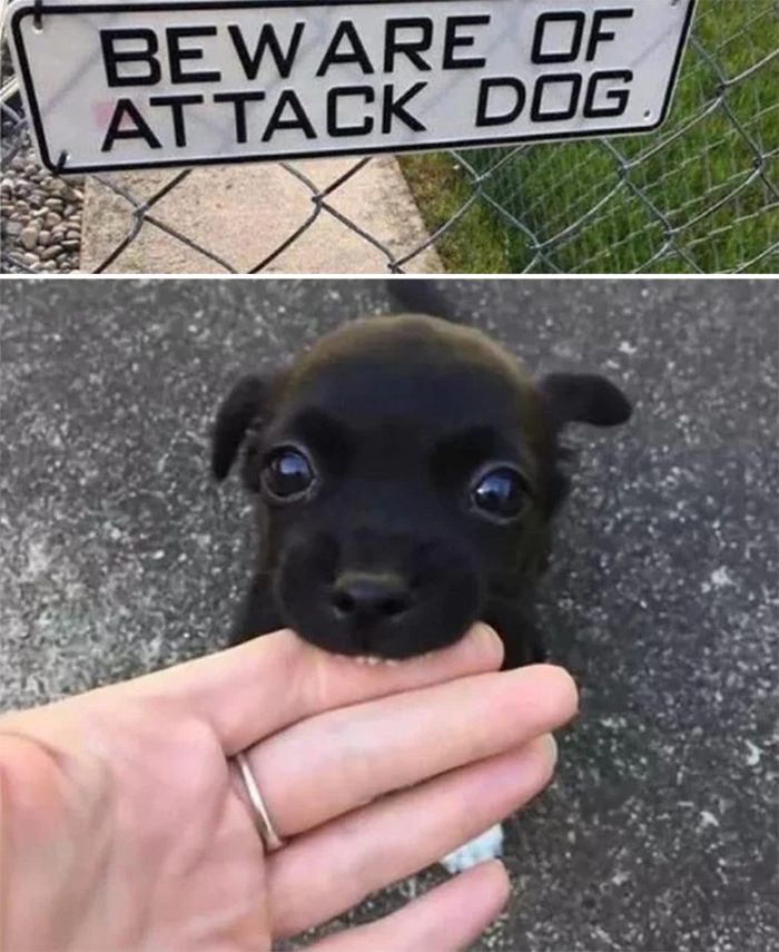 beware of the cute attack dog