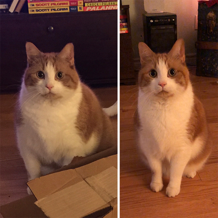 big chonk one year of diet