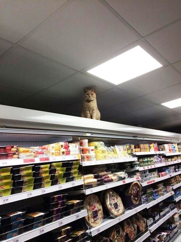 bodega kitty offers store security