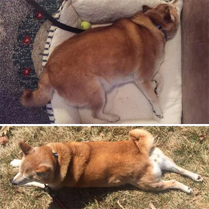 canine obesity before and after transformation