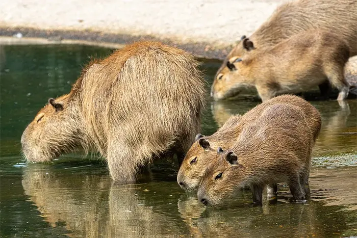 capybaras