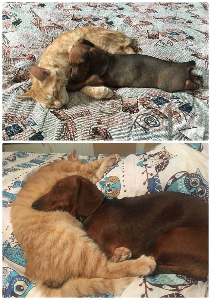 cat and dog love to sleep together