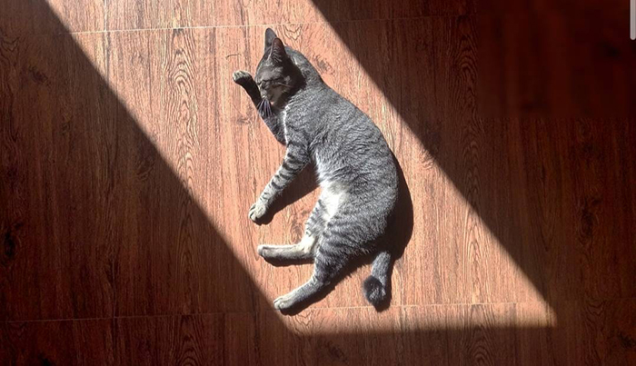cat laying on the floor to sunbathe