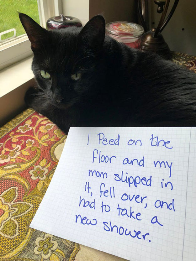 cat peed on the floor and made his human slip
