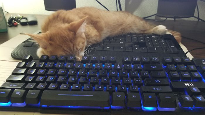 cat sleeps on his own keyboard