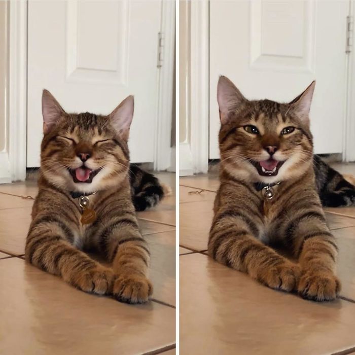 cat smiling and laughing