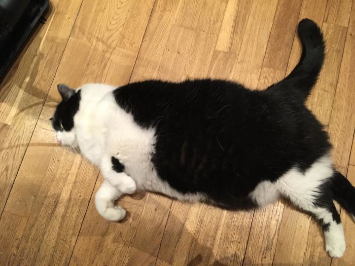 chubby cat undergoing dechonking