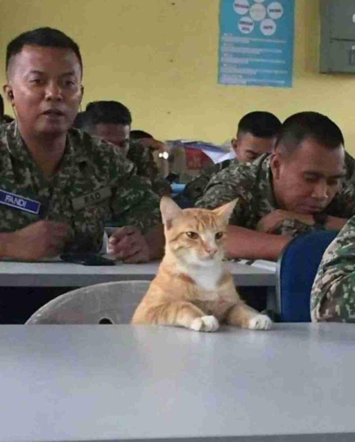 colonel mittens at your service