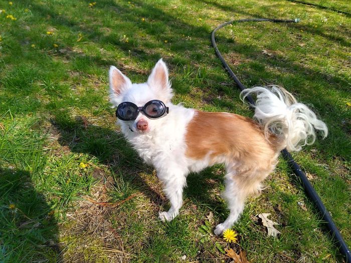 cute chihuahua with eyeglasses