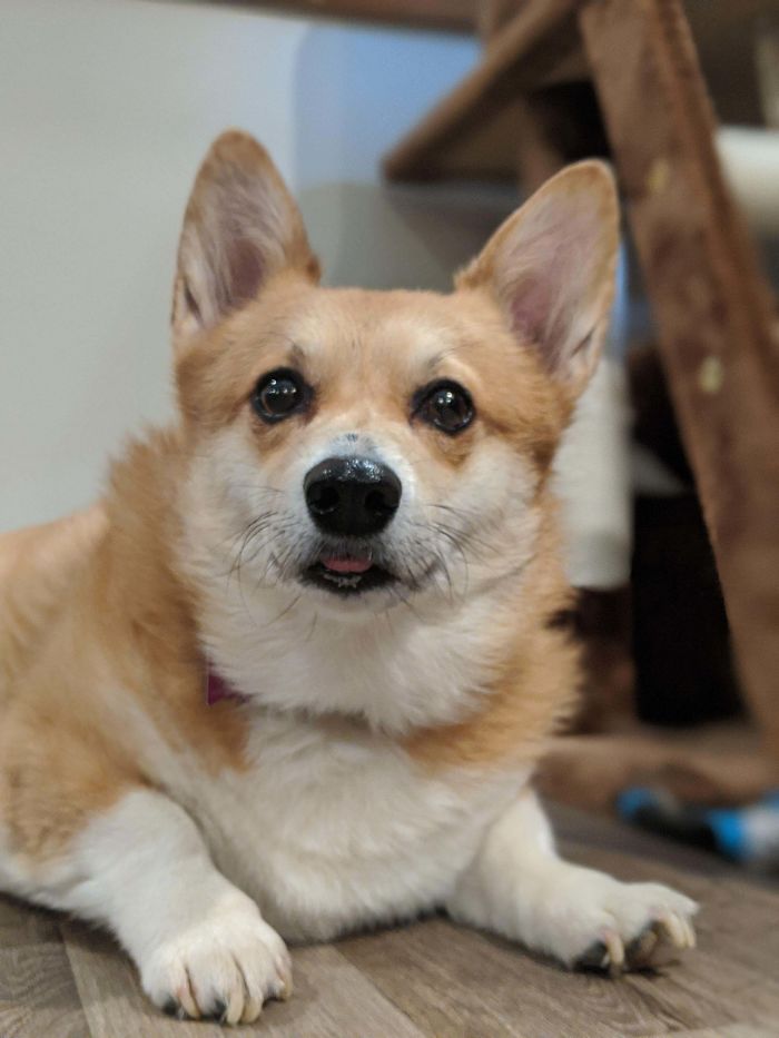 cute corgi dog got adopted