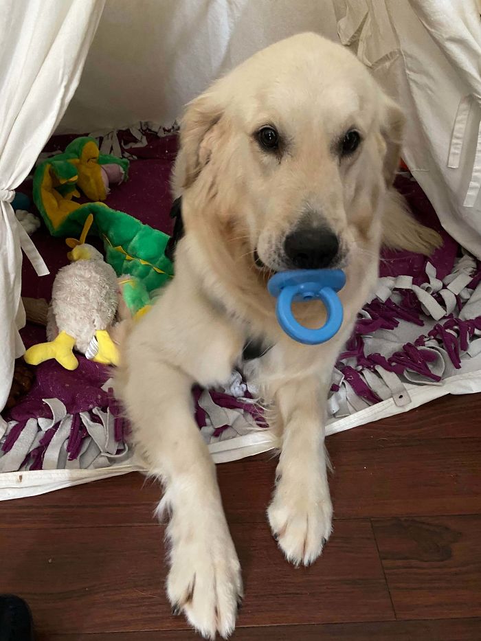 cute golden retriever with binky