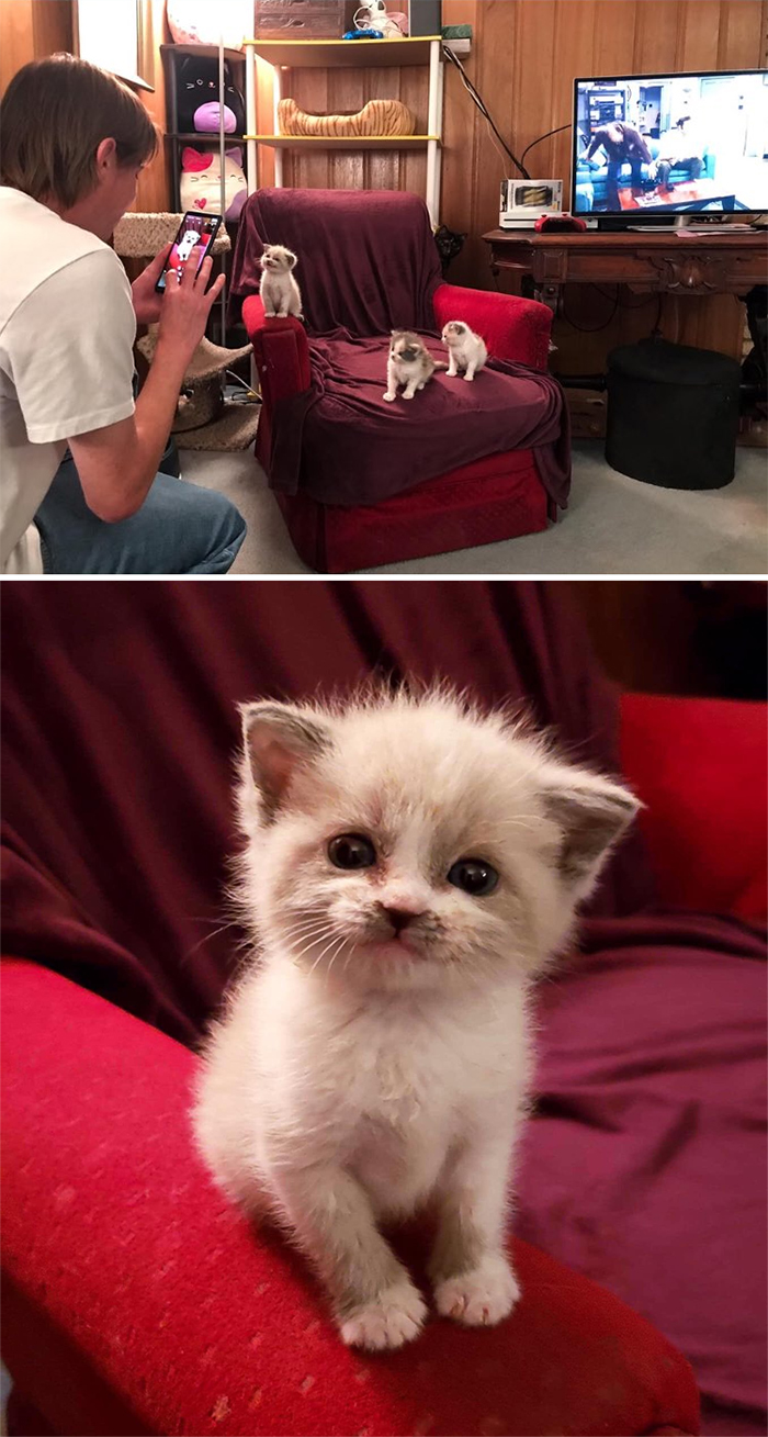 cute kitten smiling for the camera