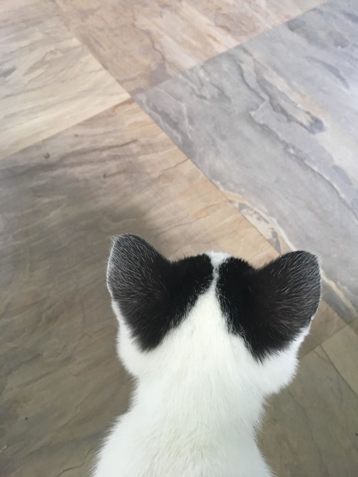 cute kitty hearts behind ears
