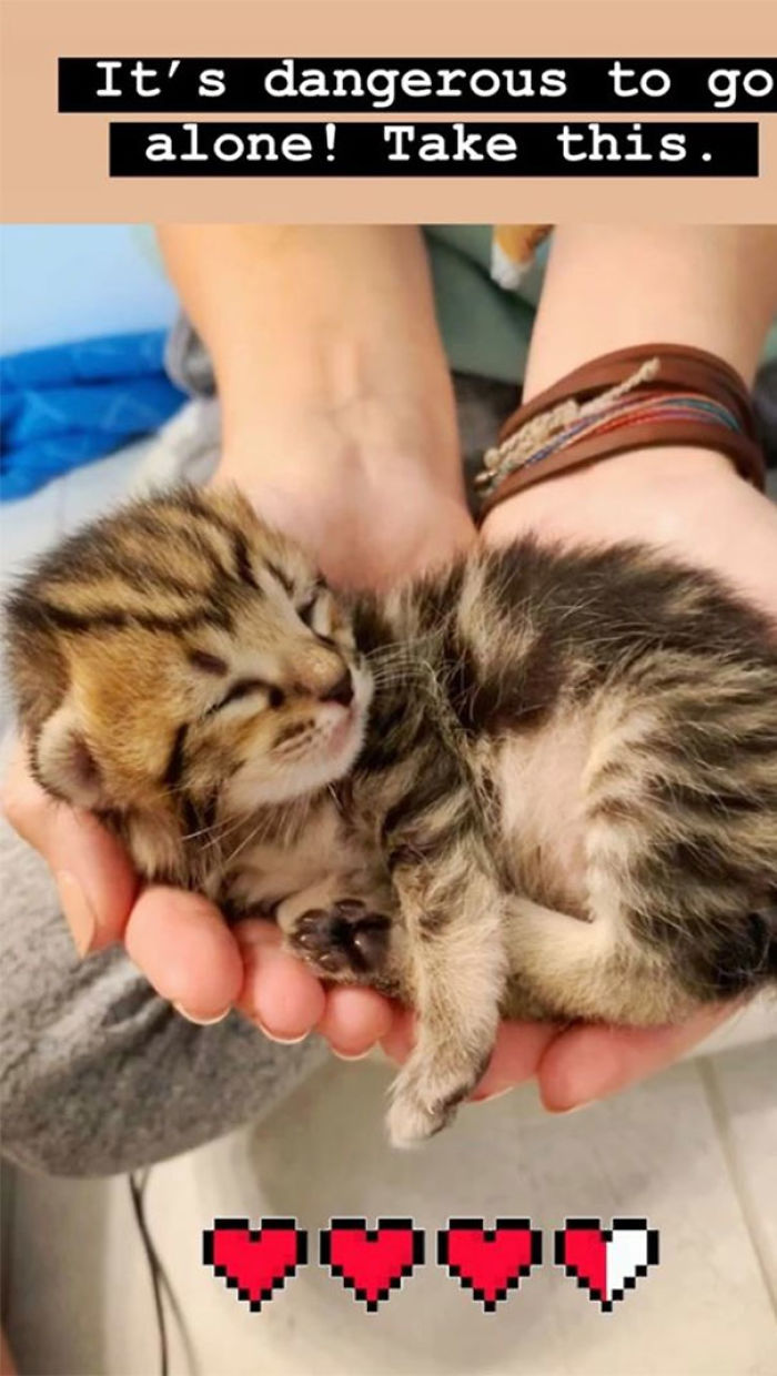 cute tiny kitten