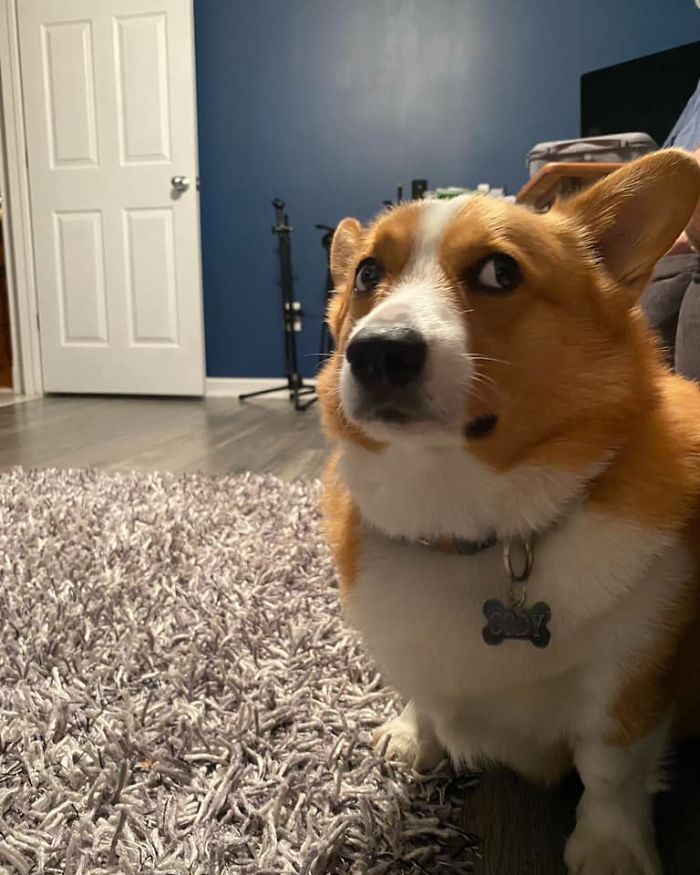 disapproving corgis ghost behind