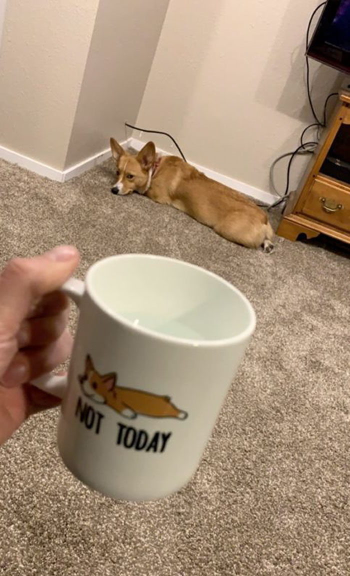 disapproving corgis insulting mug
