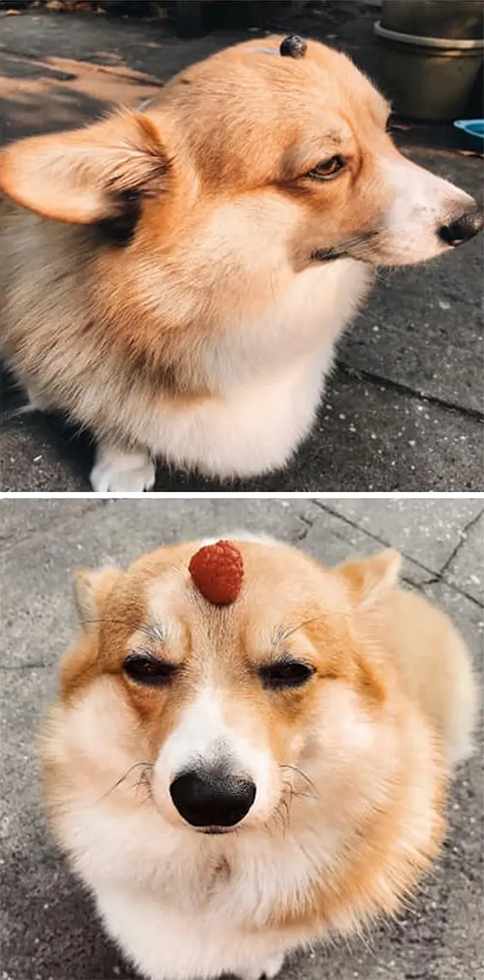 disapproving corgis small berries on head