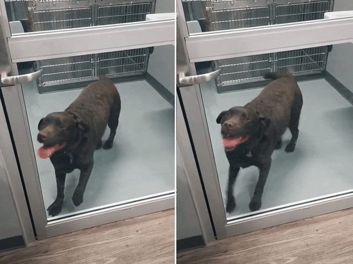 dog dances before adoption