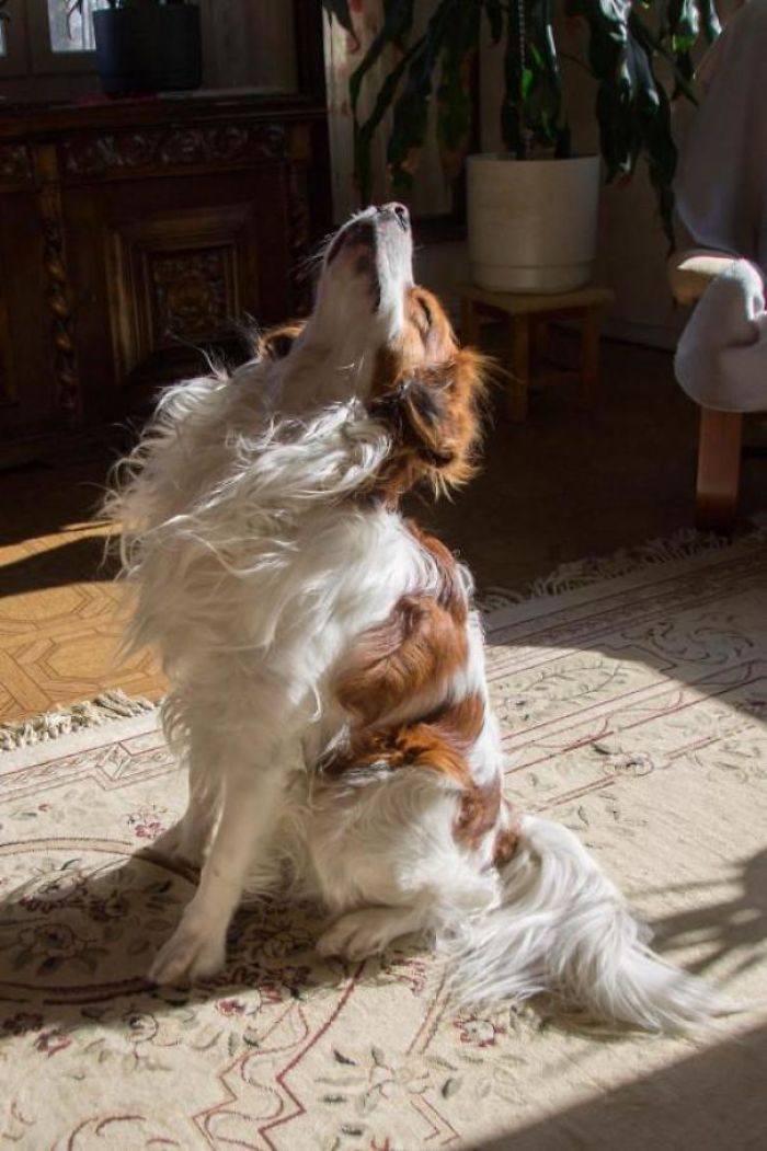 dog enjoys the sun indoors