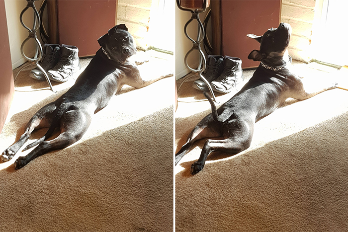 dog feeling the sunlight