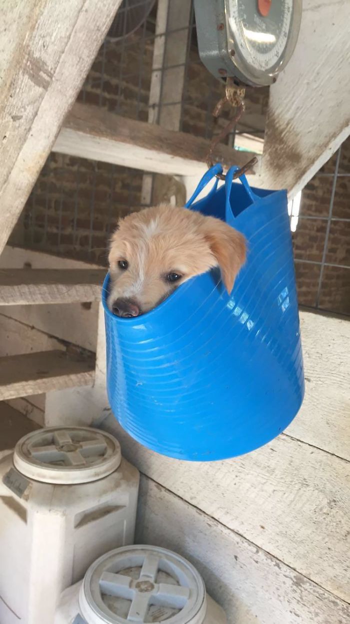 dog in a hanging bag getting weighted