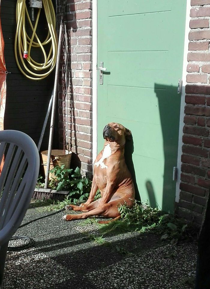 dog loves the sun in the outdoors