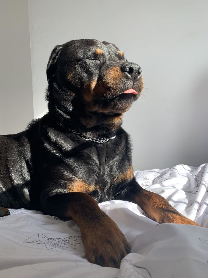 dog sits on the bed to sunbathe