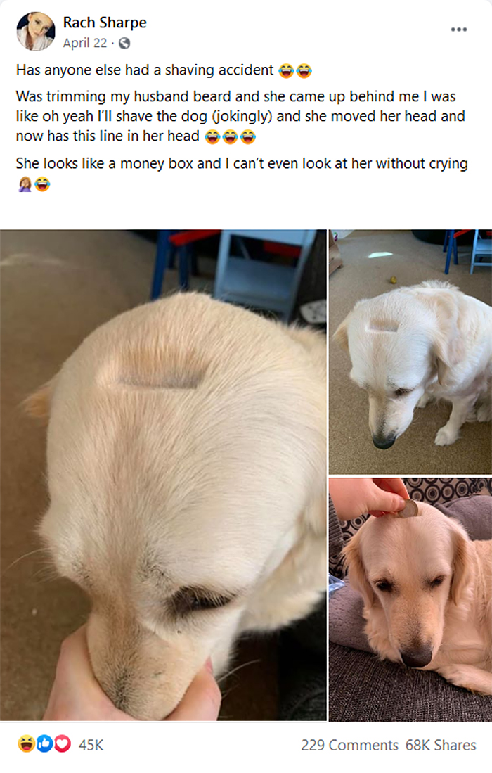 doggo head accidentally shaved