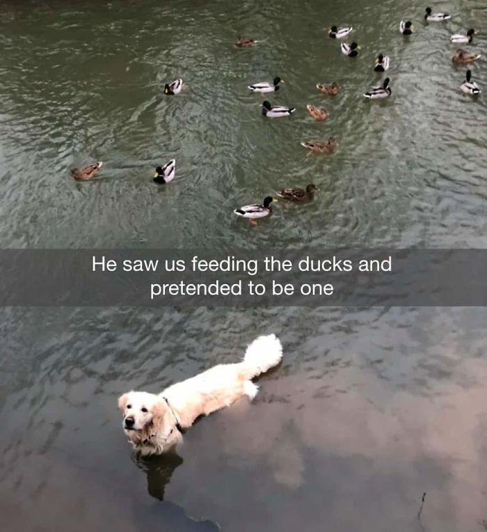 doggo pretends to be a duck for free treats