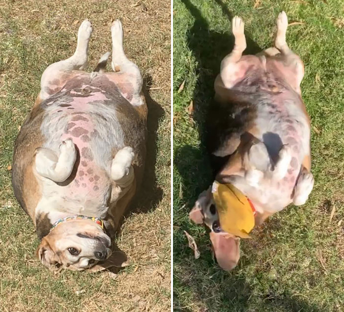 dogs losing weight before and after