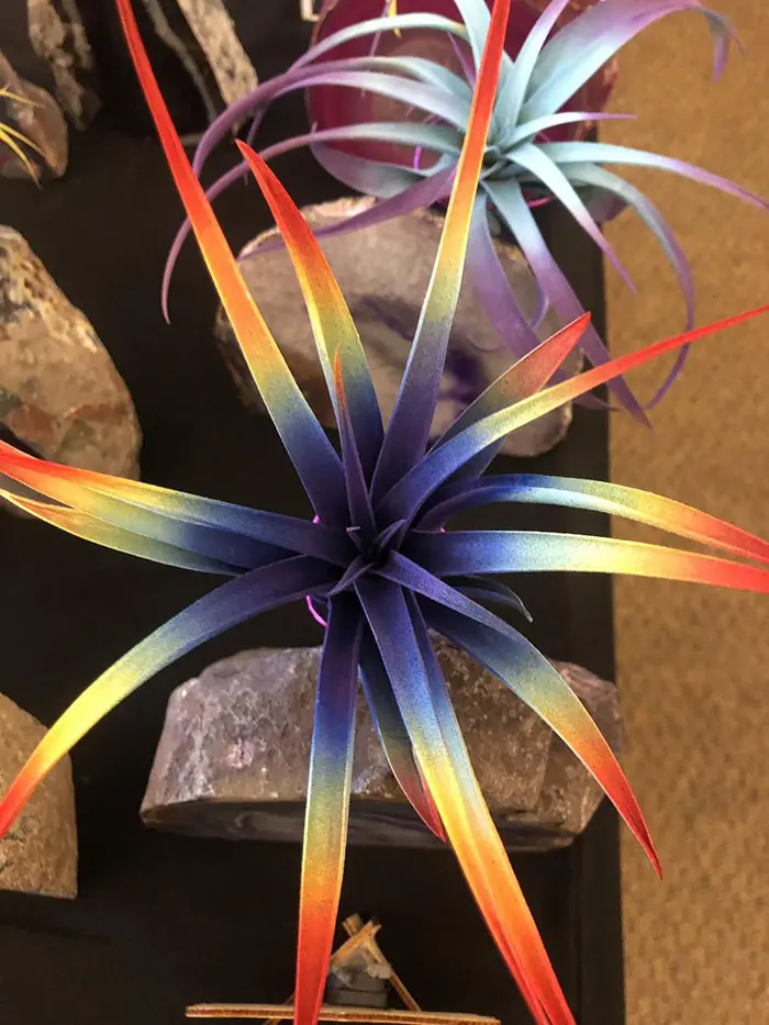 eclectic tie dye colored air plant