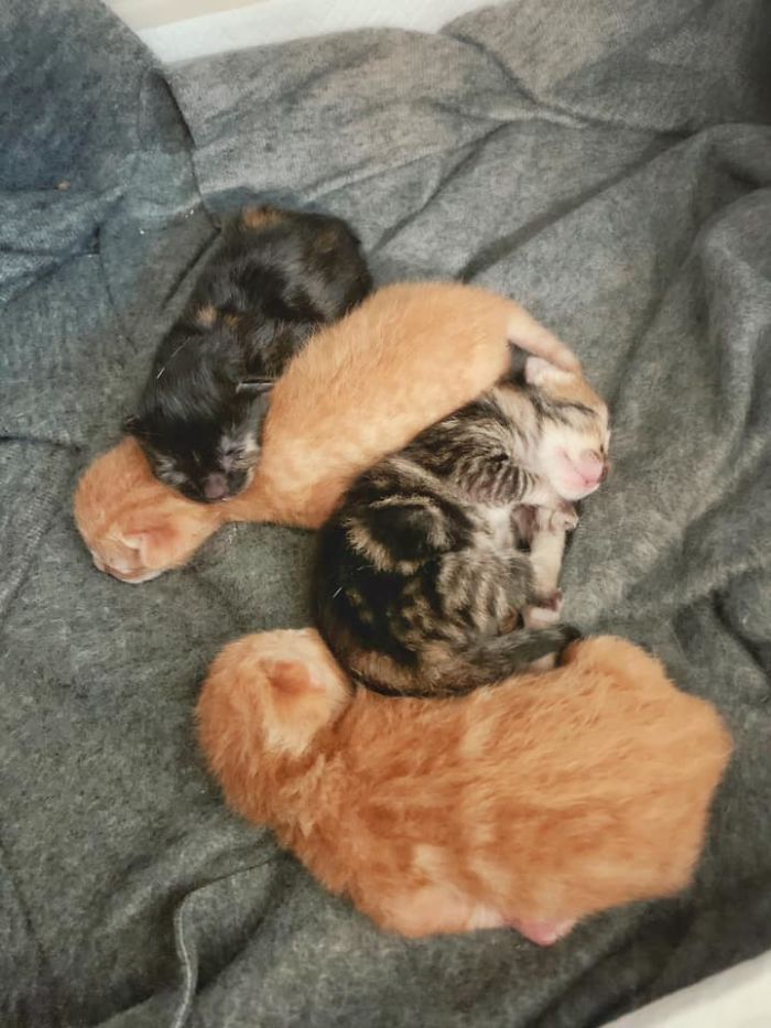 erin breean newly born kittens
