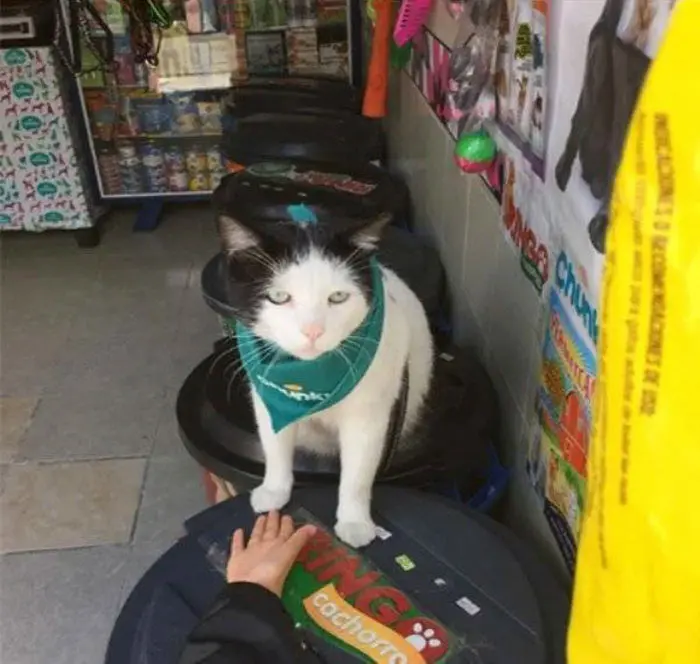 feline manager local pet store