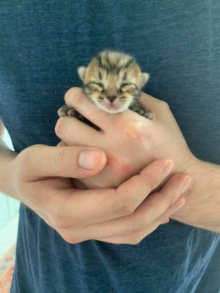 five days old kitten