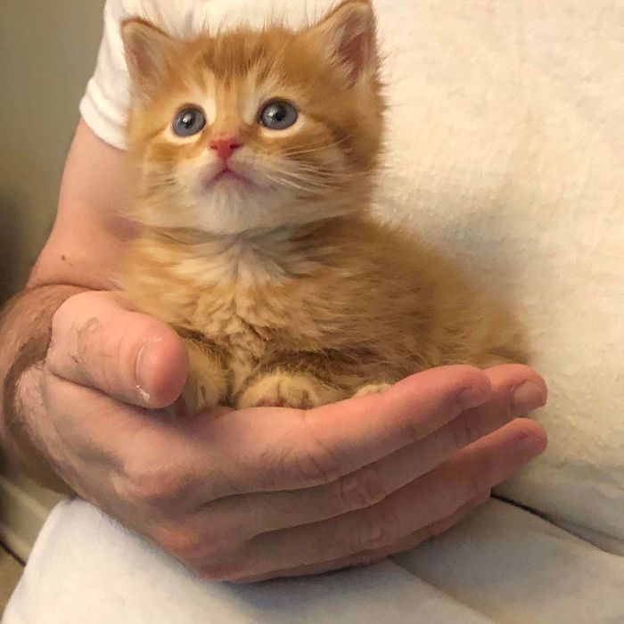 five week old kitten rescued