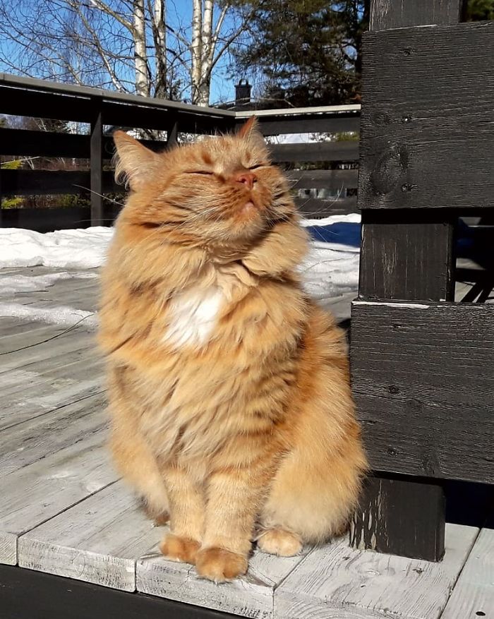 fluffy cat enjoying the sun