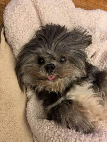 People Share Rescue Pet Photos That Will Warm Your Heart