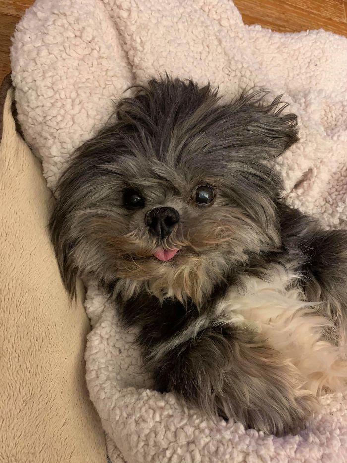 fluffy puppy excited for treats