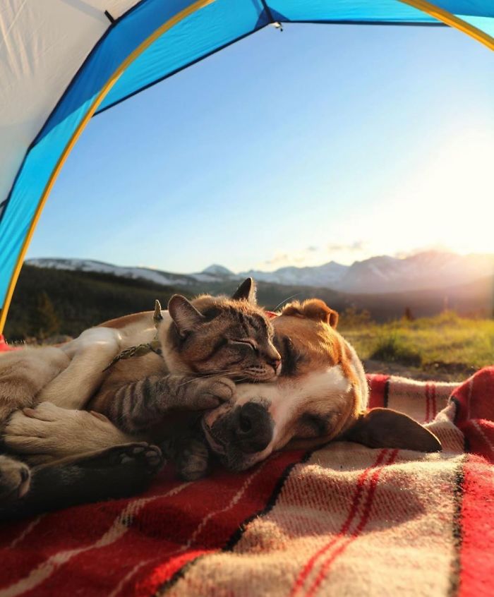 friendly kitty sleeps with dog