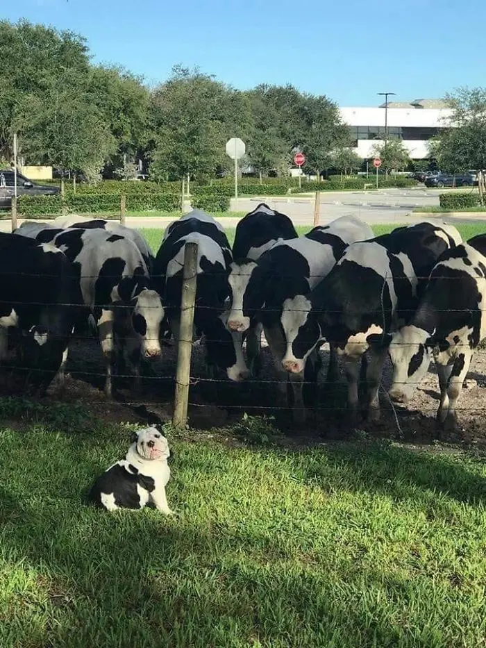 funny dog posts cow skin