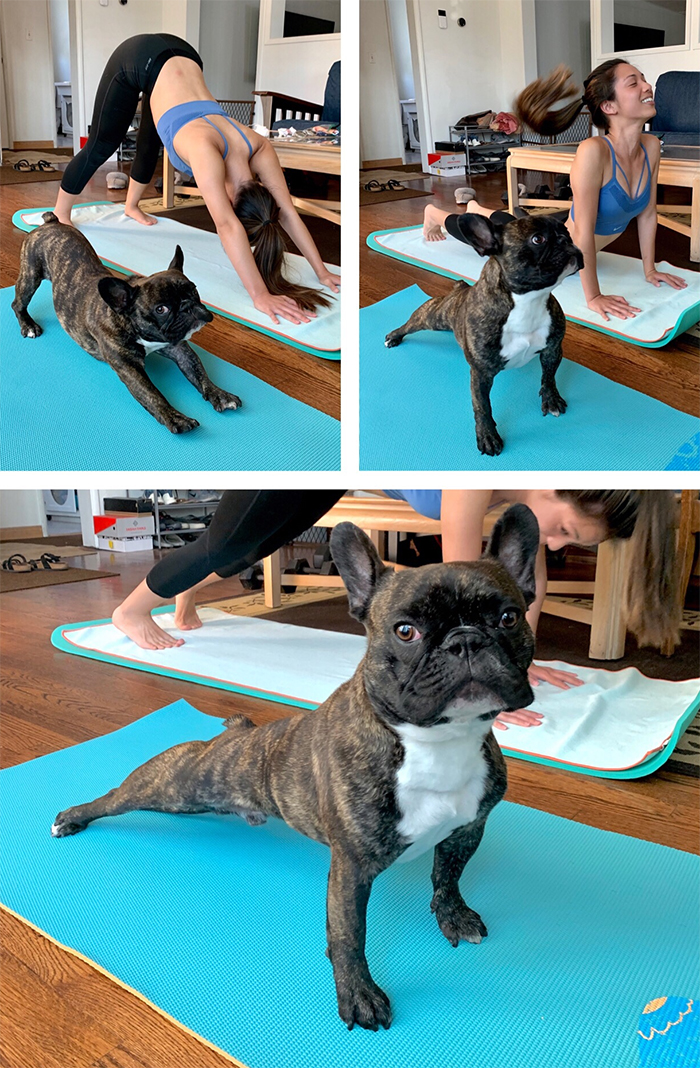 funny dog posts doga