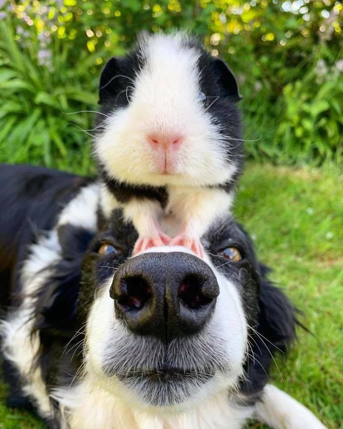 funny dog posts double boop