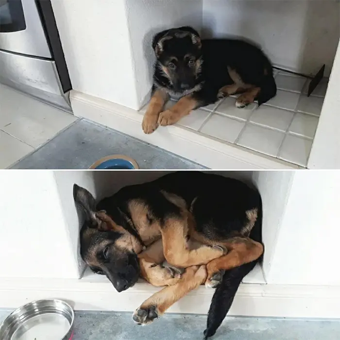 funny dog posts grown up still fits