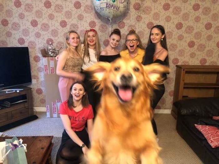 funny dog posts photobomber