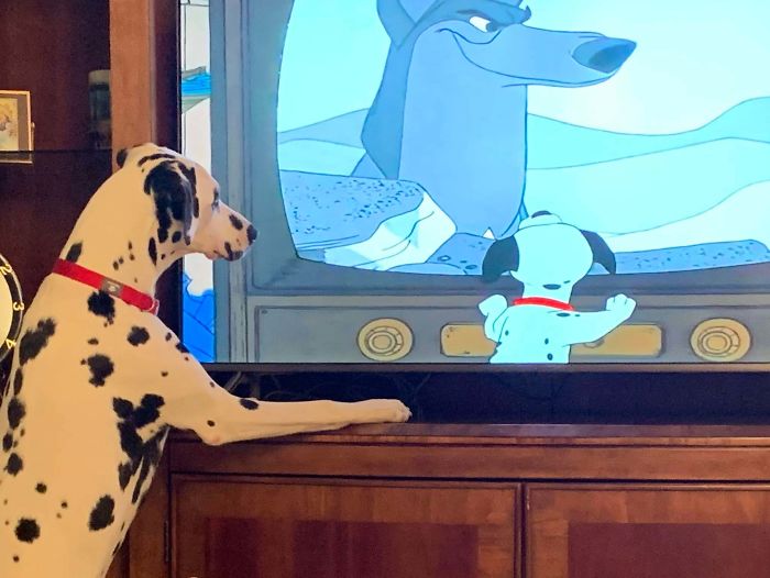 funny dog posts watching 101 dalmatians