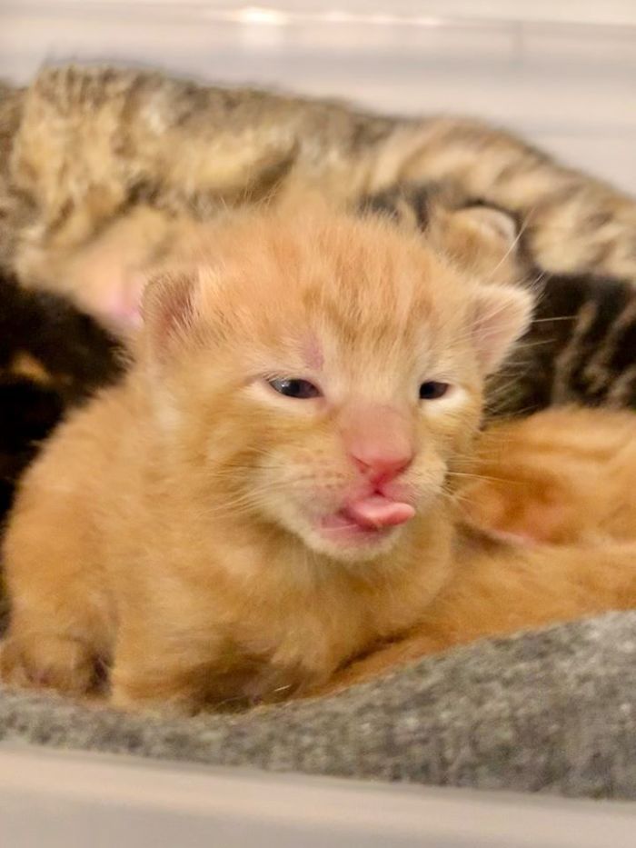 funny kitten tongue out